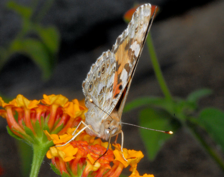 Vanessa cardui sulle lantane